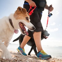 Proposed Changes to Dog Access By-Law