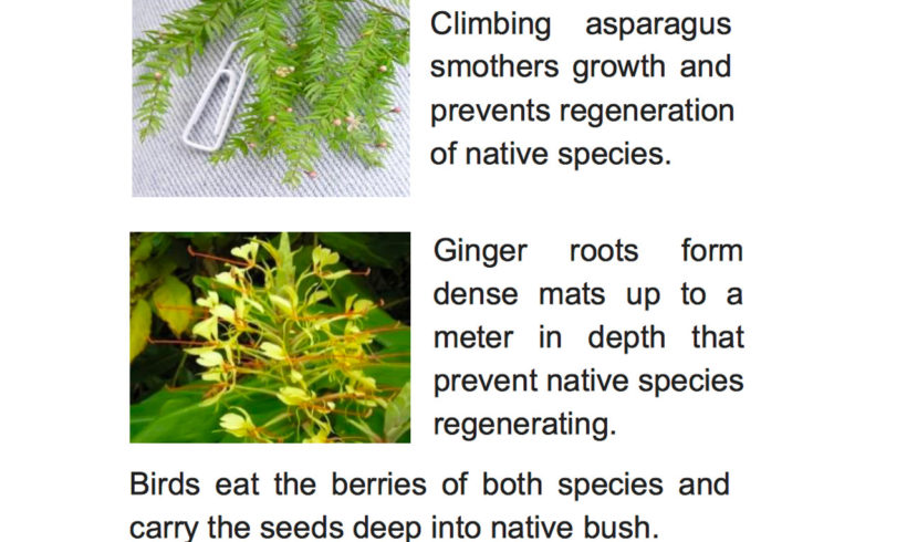 Booking no-cost control of climbing asparagus and ginger for your property
