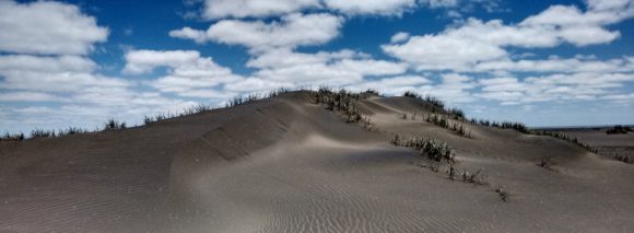 Sand dunes on Whatipu Beach. Photo credit: Dunc Wilson